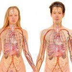 The Body’s Healing Powers The Regenerating Time of our Organs
